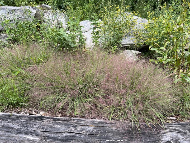 Purple Love Grass / Eragrostis spectabilis Photo